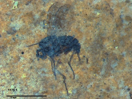 Diptera