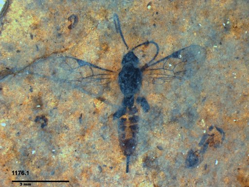 Ichneumonidae