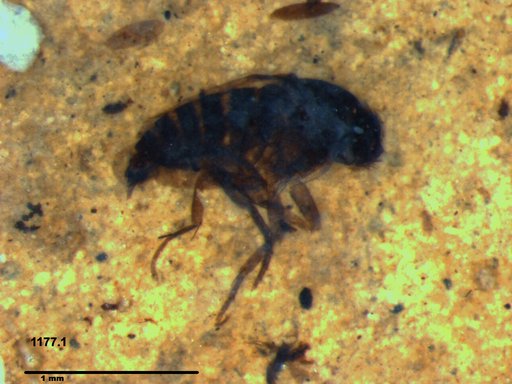 Phoridae
