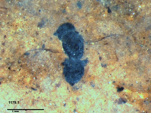 Genus sp
