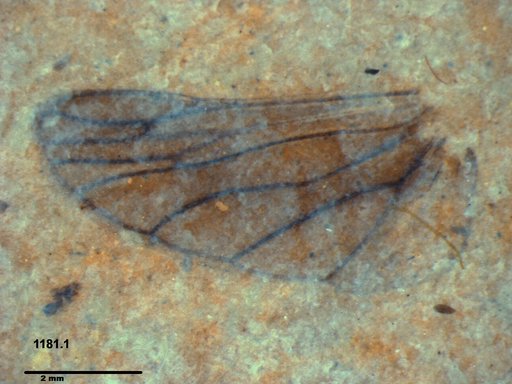 Insecta