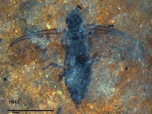 Diptera