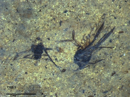 Aphididae