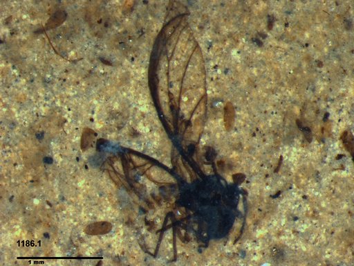 Aphididae