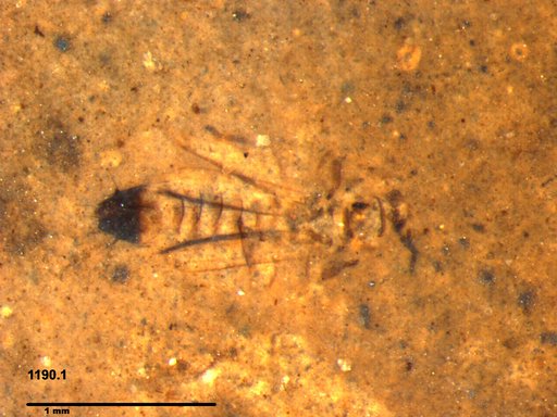 Genus sp