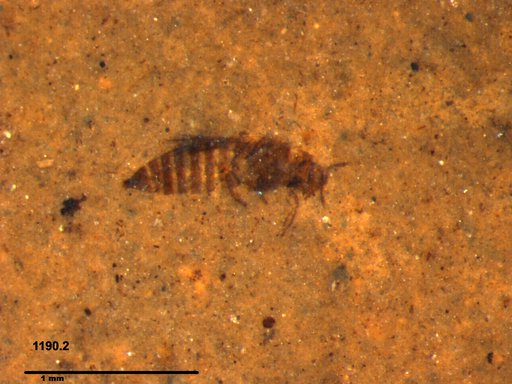 Genus sp