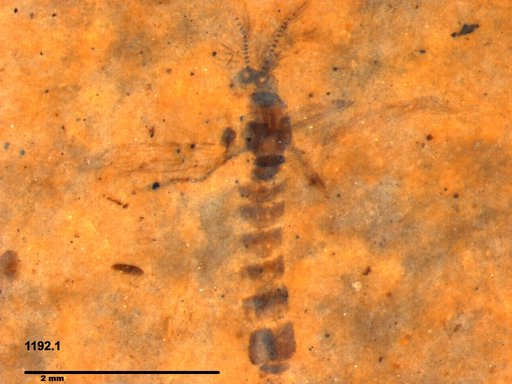 Chaoboridae
