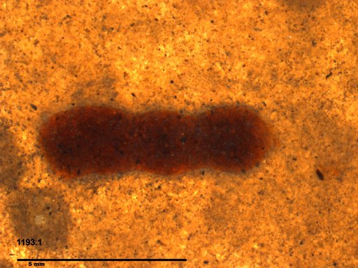 Genus sp