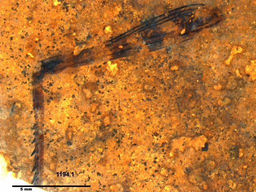Genus sp