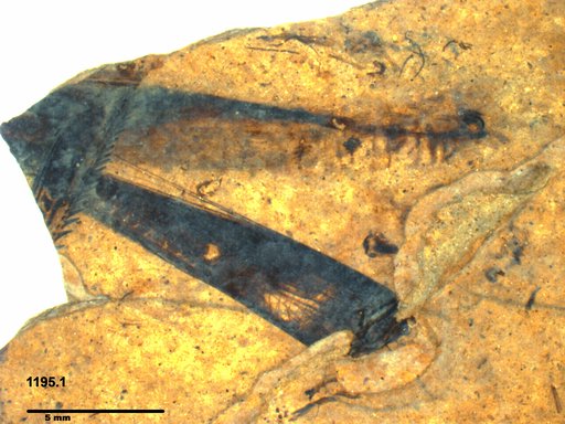 Genus sp
