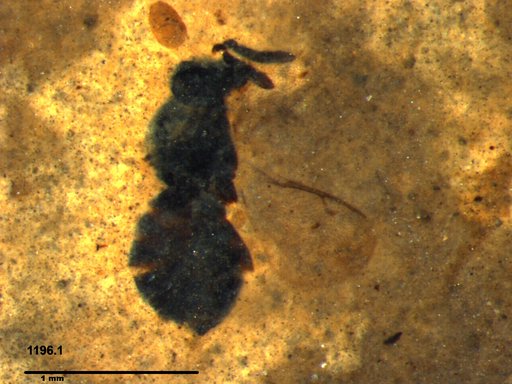 Genus sp