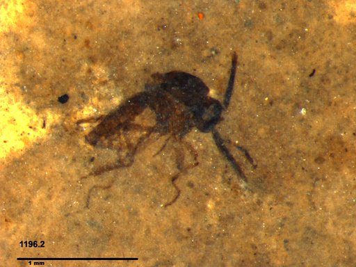 Diptera