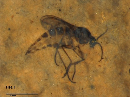 Diptera