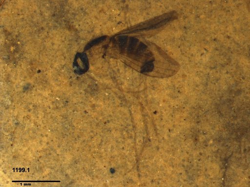 Diptera