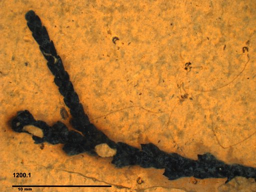 Tracheophyta