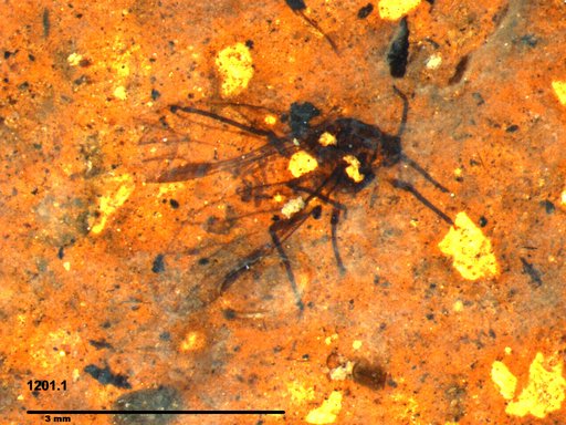 Aphididae