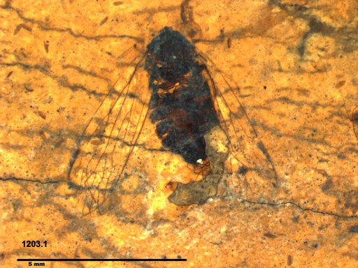 Genus sp
