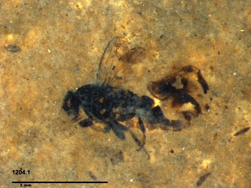 Diptera