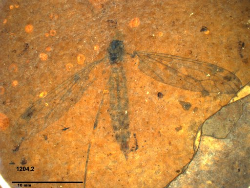 Diptera