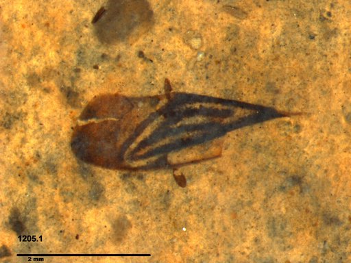 Corixidae
