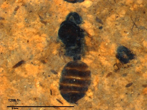 Formicidae