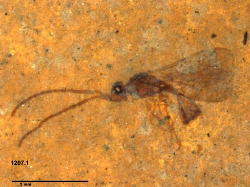 Diapriidae