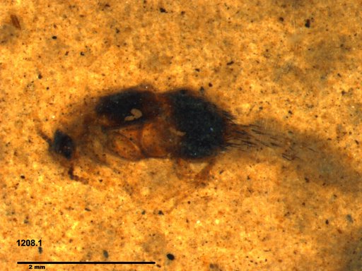Genus sp