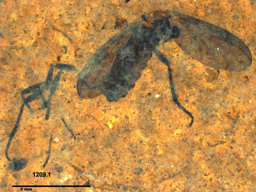 Genus sp