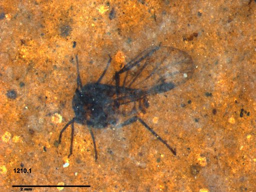 Aphididae