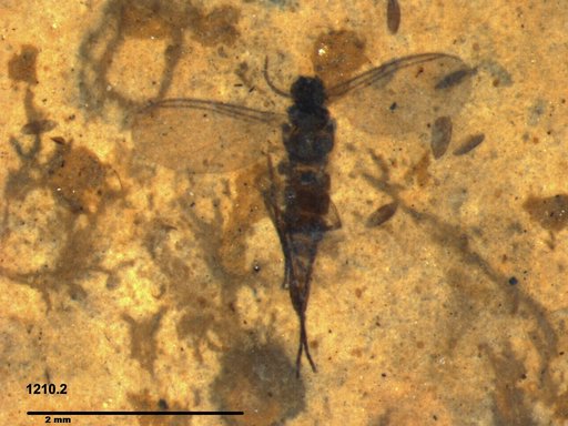 Diptera
