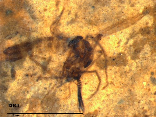 Genus sp