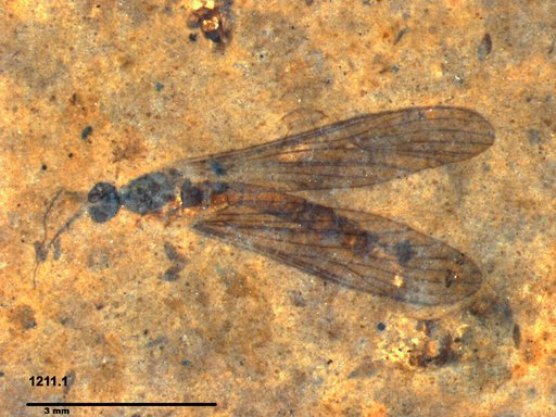 Diptera