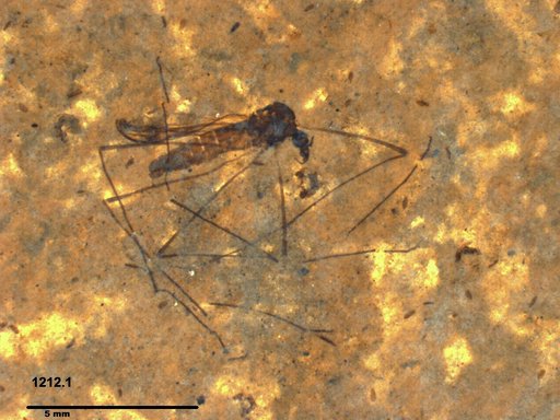 Diptera