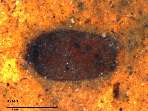 Tracheophyta
