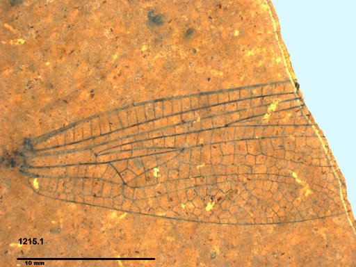 Aeshnidae