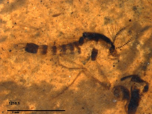 Chaoboridae