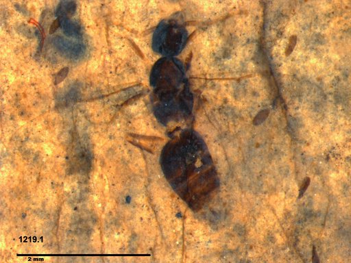 Formicidae