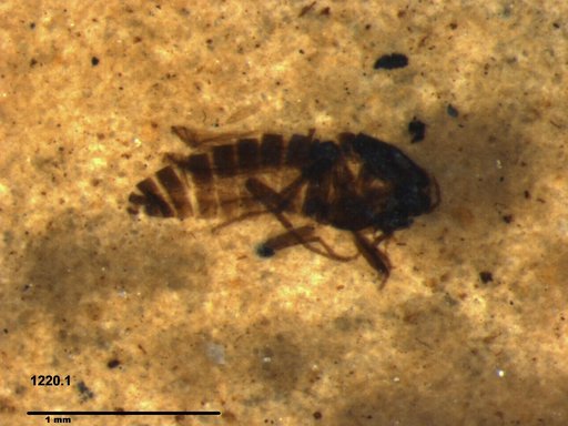 Diptera