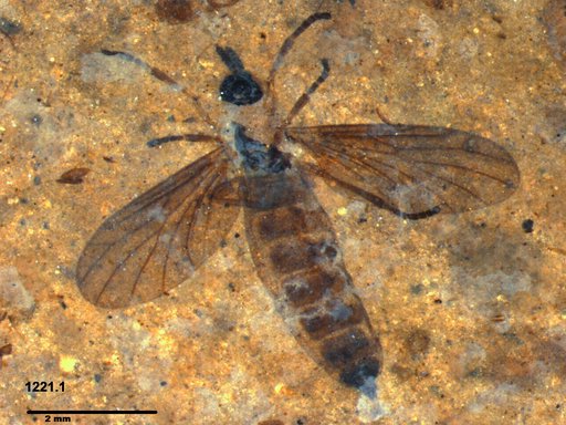 Genus sp