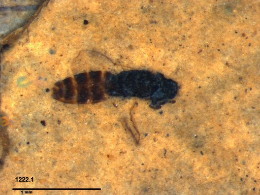 Genus sp