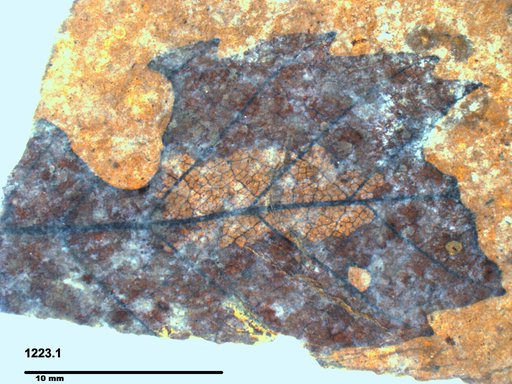 Tracheophyta