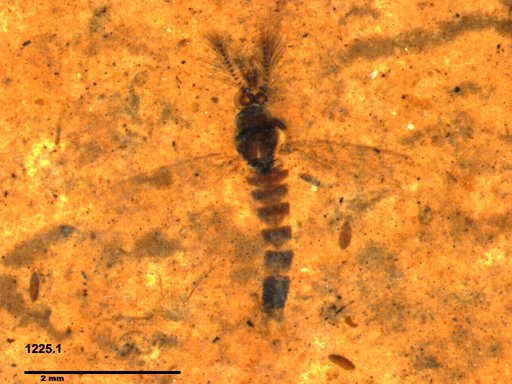 Chaoboridae