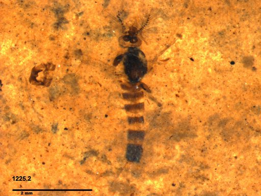 Chaoboridae