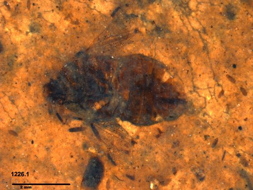 Genus sp