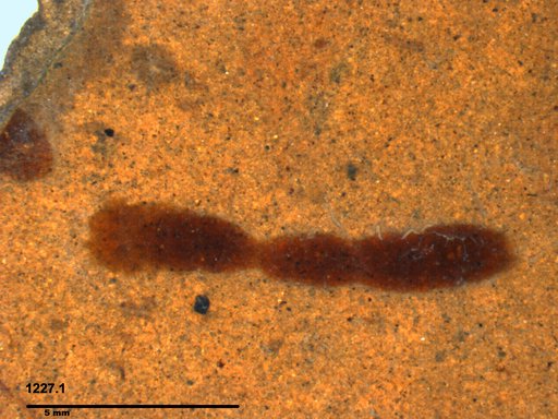 Genus sp