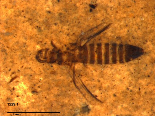 Genus sp