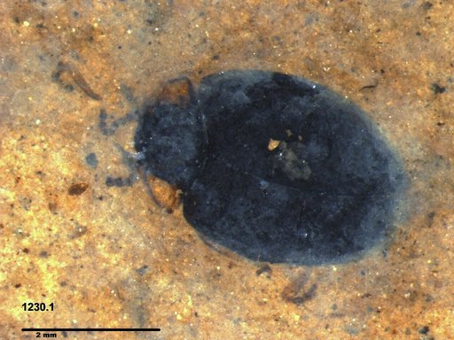 Chrysomelidae