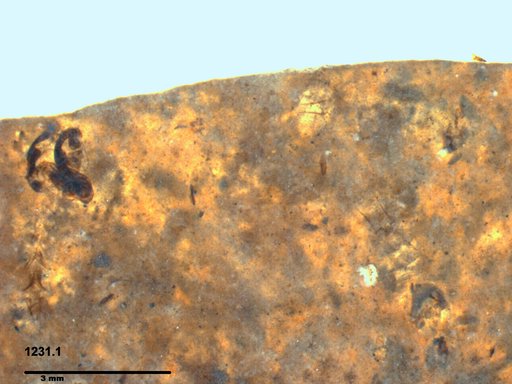 Chaoboridae