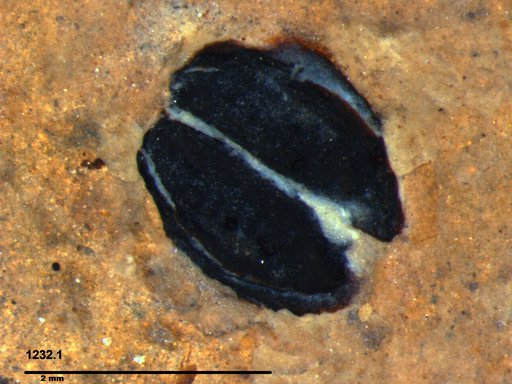 Tracheophyta