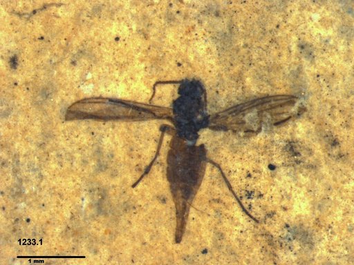 Sciaridae
